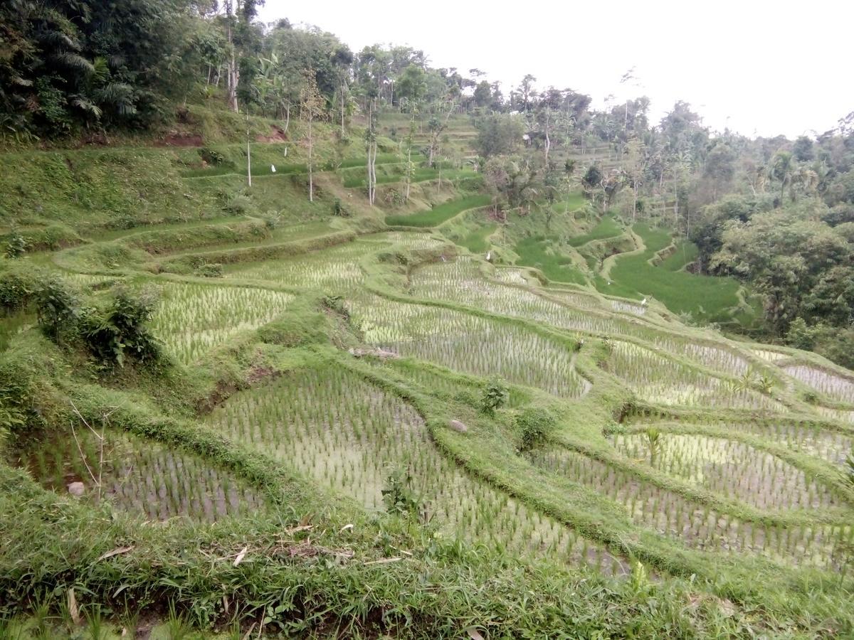 Tetebatu Terrace Homestay 외부 사진