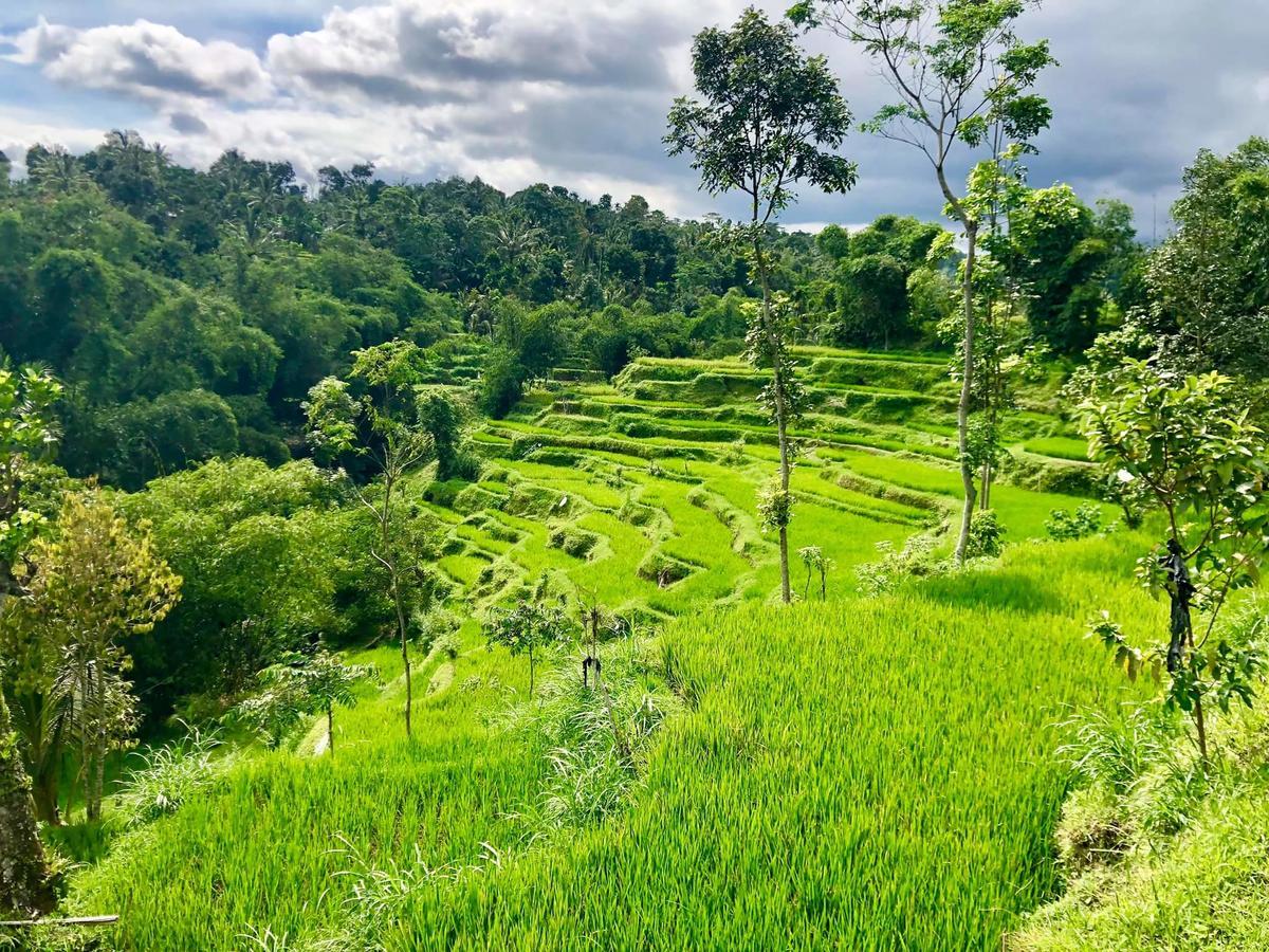 Tetebatu Terrace Homestay 외부 사진